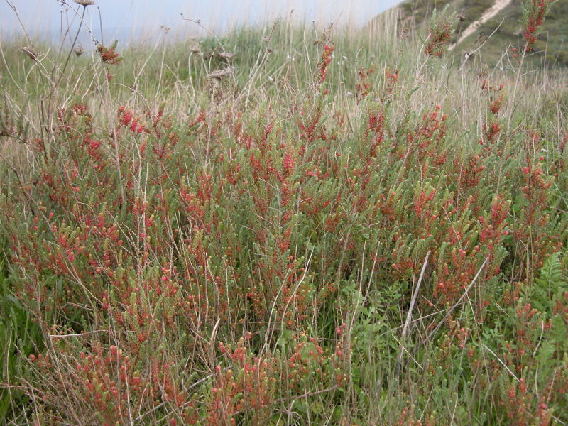 Arbusto da identificare - Suaeda vera